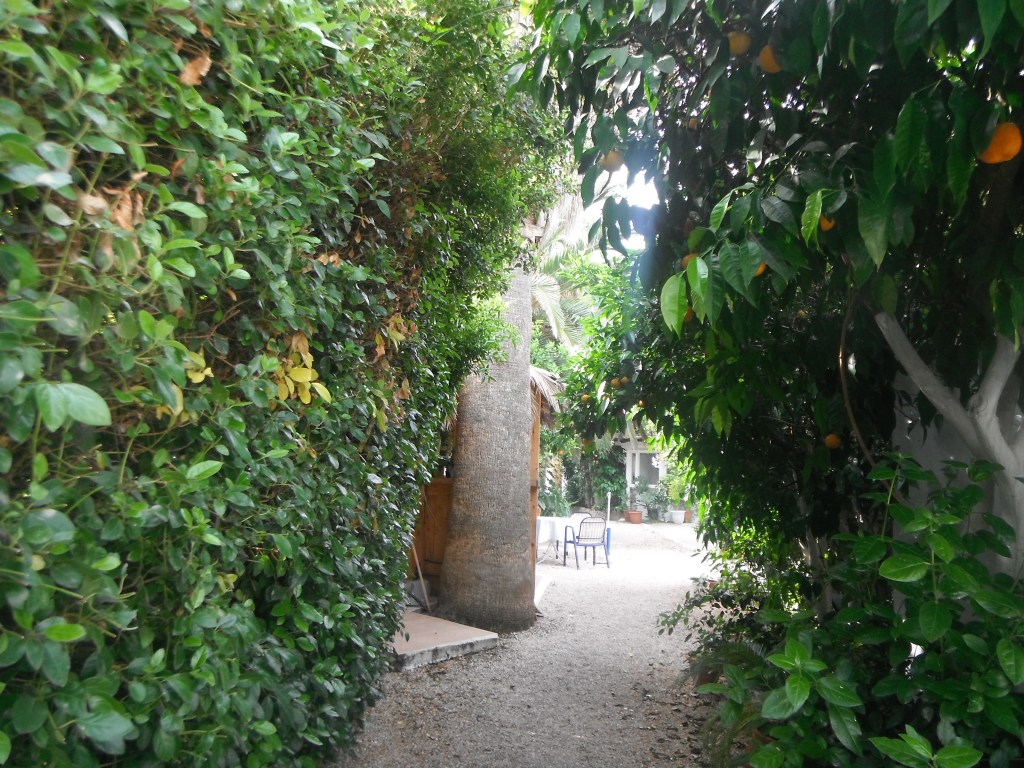 Oranges, Olives and White Linens